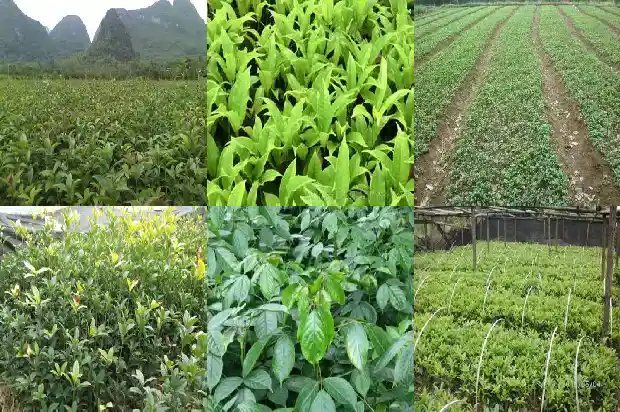 桂花树旁边的小苗会活吗1686790733043