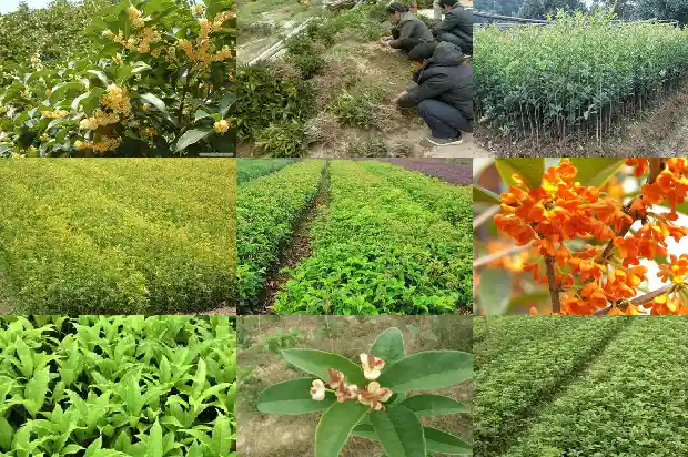 桂花树旁边的小苗会活吗1686790733090