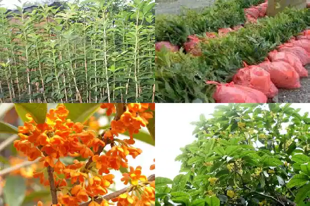 桂花小苗移栽注意什么问题呢1686790753543