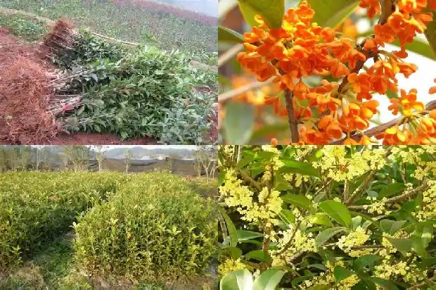 桂花小苗移栽注意什么问题呢1686790753591