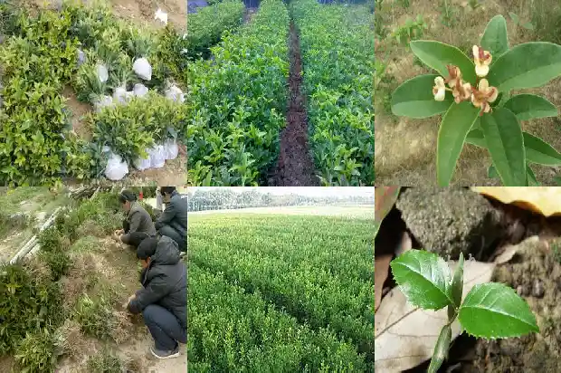 桂花小苗移栽注意什么问题呢1686790753638