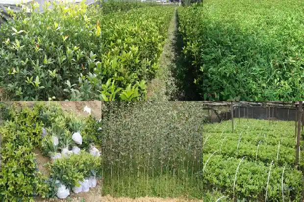 桂花小苗移栽注意什么细节问题1686790771623