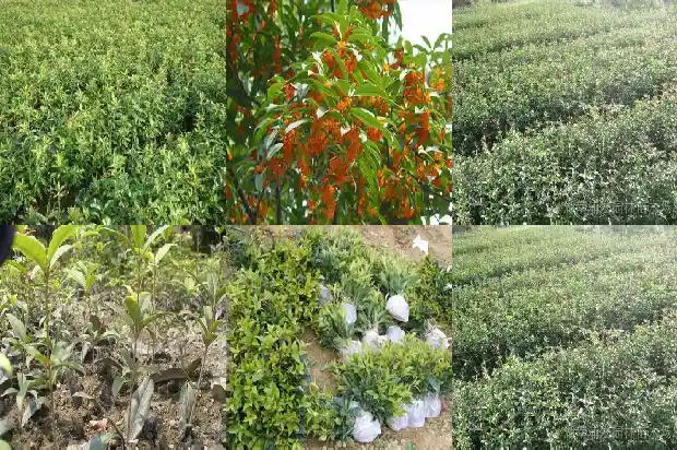 桂花苗怎样移栽成活率高1686790781699