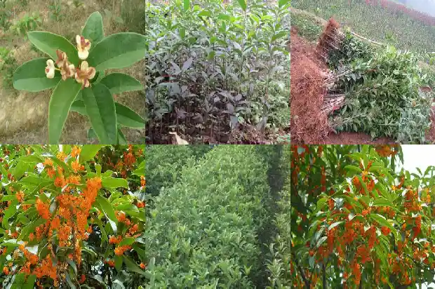 桂花苗怎样种植1686790804368