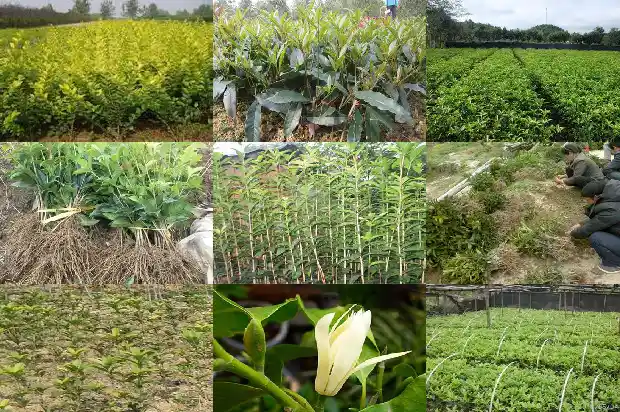 桂花苗怎样种植1686790804416