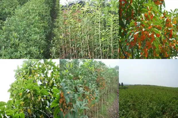 桂花苗怎样种植1686790804464