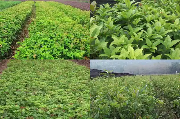 桂花怎样种植幼苗好1686790814394