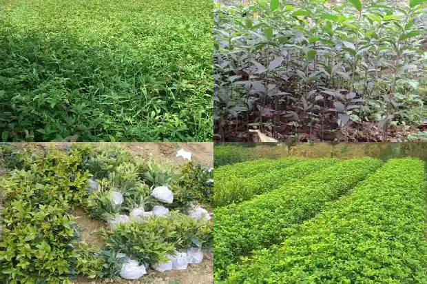 桂花怎样种植幼苗好1686790814442