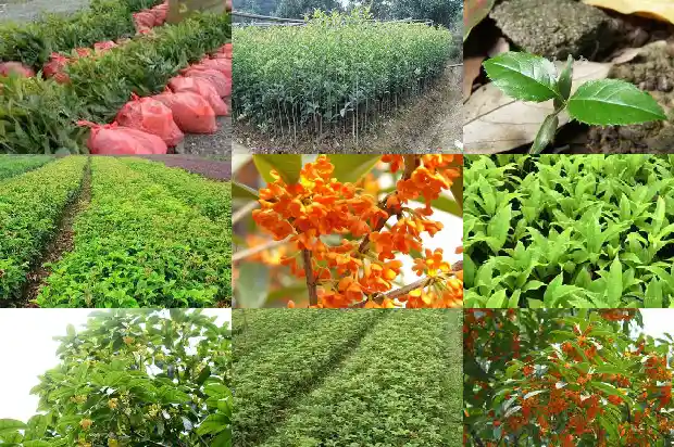 桂花几月嫁接好1686790826061