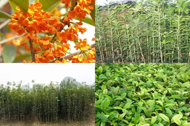 盆栽桂花几月移栽最好看1686790835789