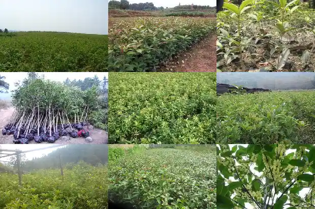 盆栽桂花几月移栽最好看1686790835837