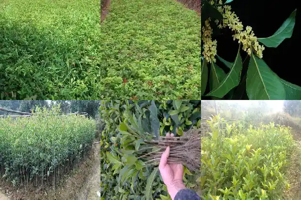 桂花适合什么时候移栽最好1686790845637