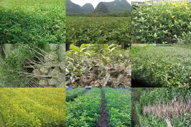 桂花适合什么时候移栽最好1686790845683