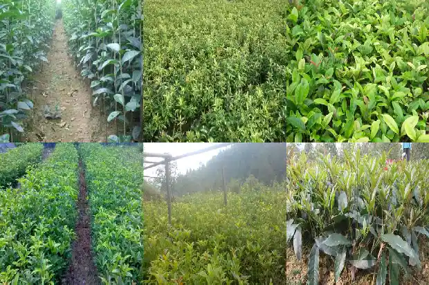 桂花苗小苗要多久才长的粗壮一点儿1686790853162