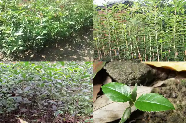 八月桂花会开吗1688948300794