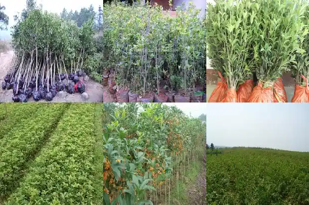 桂花苗小苗要多久才长的粗壮一些呀1686790863472
