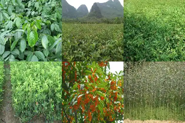 桂花的种子能发芽吗1686790873130