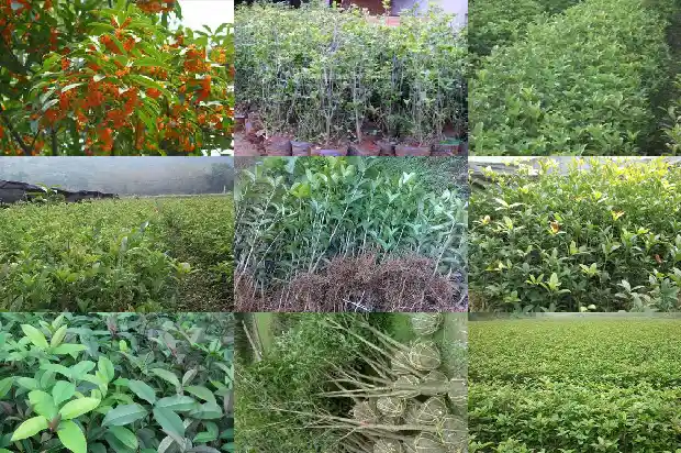 桂花的种子能发芽吗1686790873178