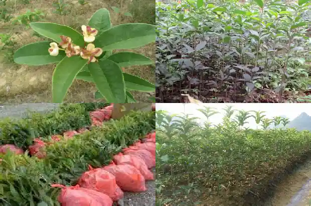 桂花新枝条特别高怎么办1686790892955