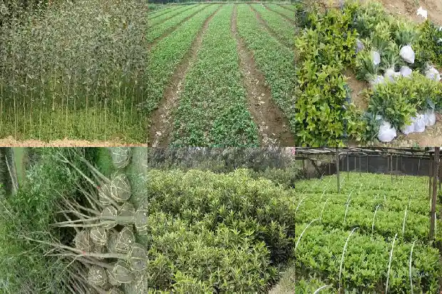 桂花新枝条特别高怎么办1686790893003