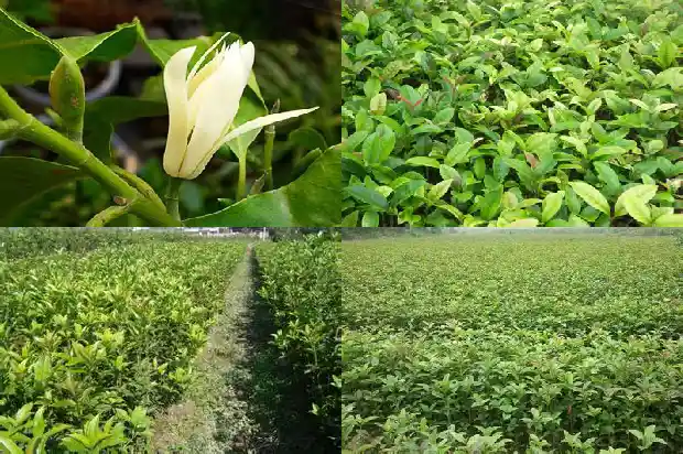 桂花树下长出的小苗可以浇水吗1686790900470