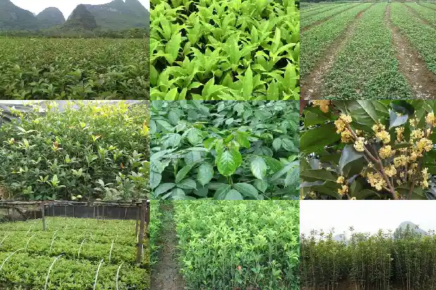 桂花树下长出的小苗可以浇水吗1686790900518