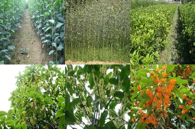 桂花树下长小苗怎样分开1686790912766