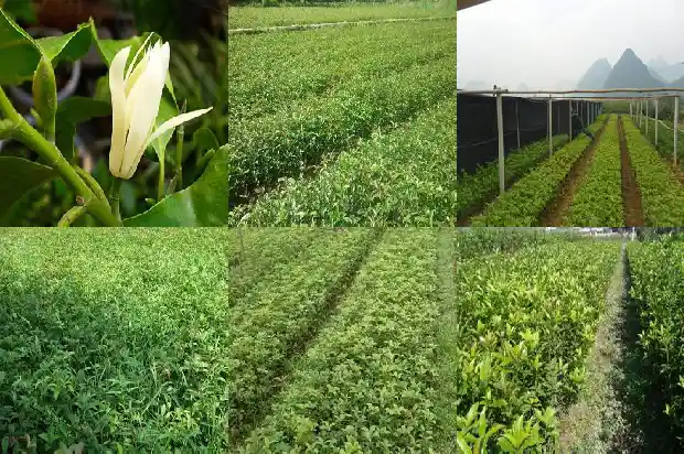 桂花树下长小苗怎样分开1686790912813
