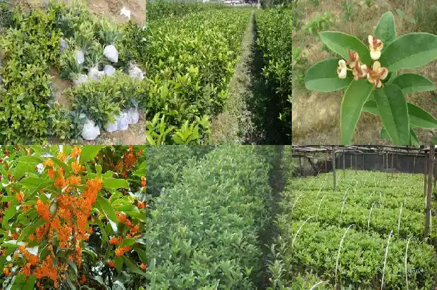 桂花树下长小苗怎样分开1686790912861
