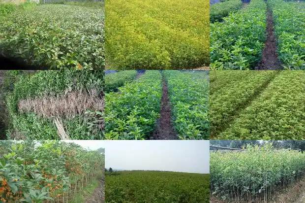 桂花苗小苗要多久才长的粗大一些呢1686790924970
