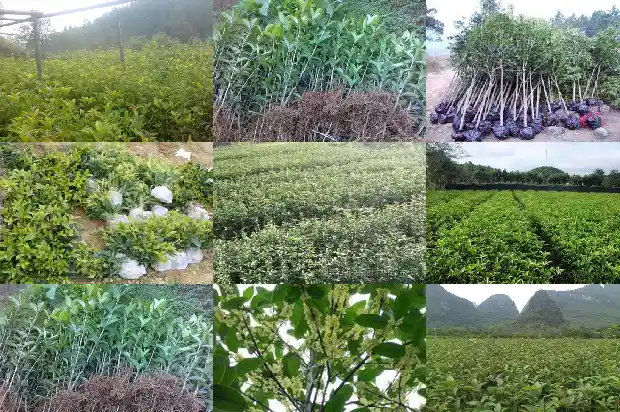 桂花苗小苗要多久才长的粗大一些呢1686790925017
