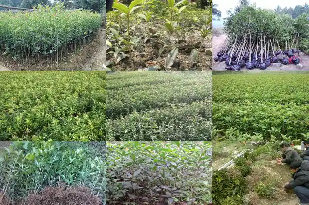 庭院里能种桂花吗?1688432586508