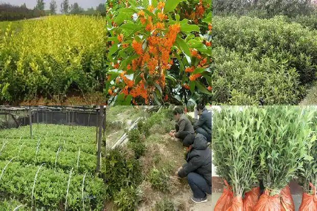 桂花树根部发的小苗可以减掉重新插吗1686790944930
