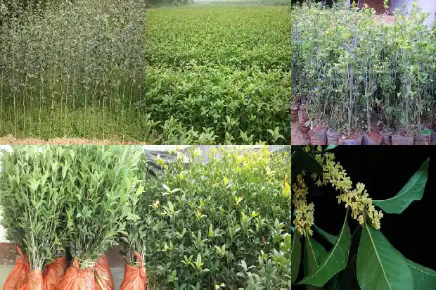 桂花树根部发的小苗可以减掉重新插吗1686790944978