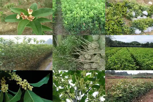 桂花树根部发的小苗可以减掉重新插吗1686790945026