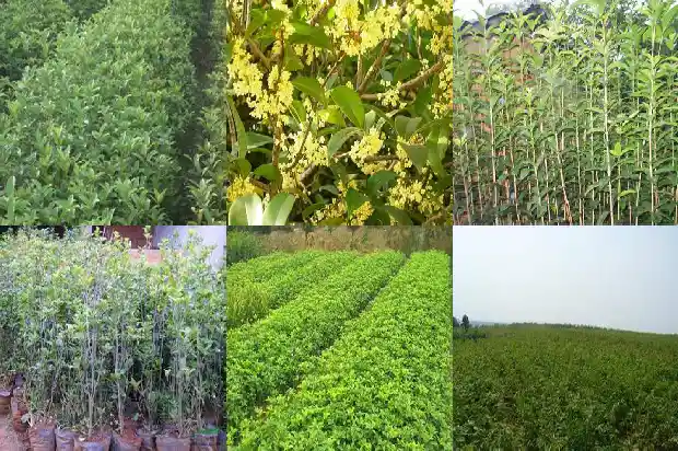 桂花树苗批发价多少钱一斤1689986188315