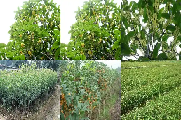 桂花乌龙茶价格多少一斤1689467865034