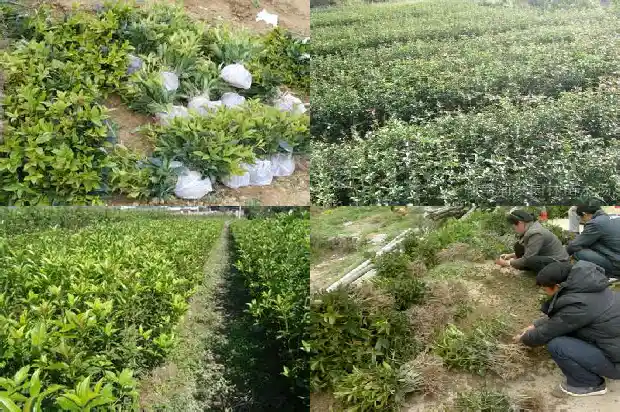 桂花树根部发的小苗能移活吗1686790969262