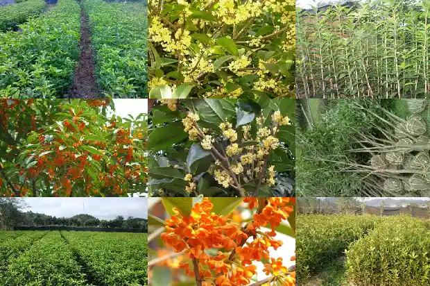 桂花树根部发的小苗能移活吗1686790969358