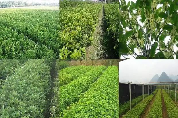 桂花树根部发的小苗能移活吗1686790969406