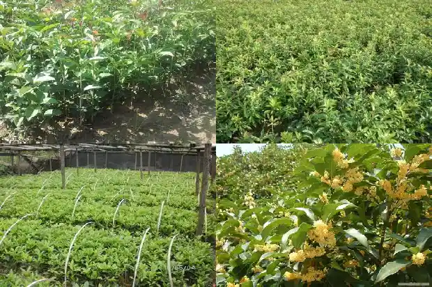 桂花冬天能移栽吗北方1688521597034