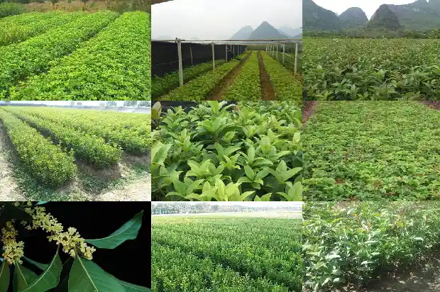 桂花树根部发芽怎么办1686791001617