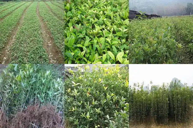 桂花树根部发芽怎么办1686791001665