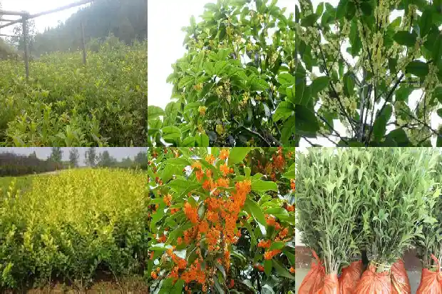 桂花树根部发芽怎么办1686791001713