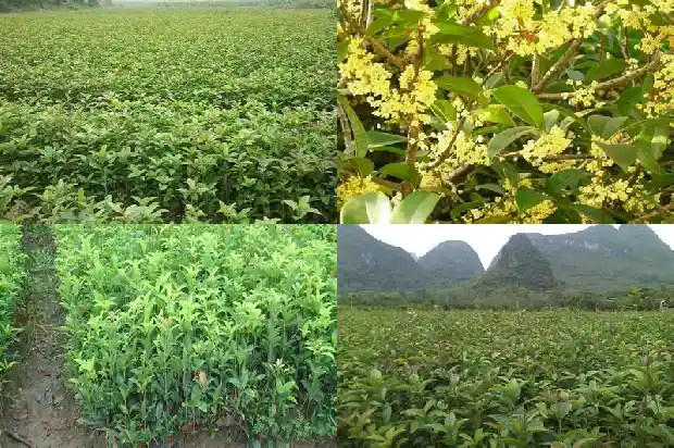 桂花是怎么种的1686791027984