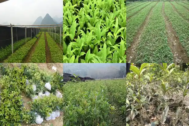 桂花是怎么种的1686791028080