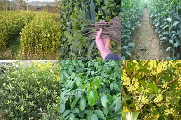 桂花六年苗多大可以移栽1686791039978