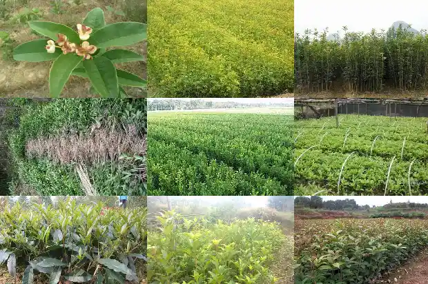 桂花六年苗多大可以移栽1686791040073