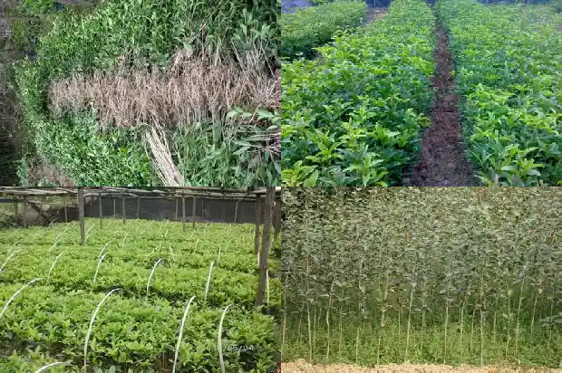 六年桂花树拆迁补偿多少钱一棵1686791060178