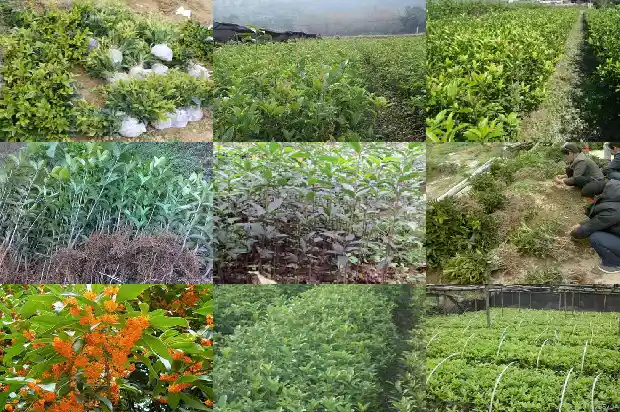 六年桂花树拆迁补偿多少钱一棵1686791060226